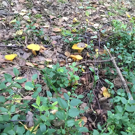 Dom wakacyjny In Wald- Und Seenaehe *